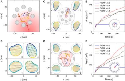 Two Complementary Signaling Pathways Depict Eukaryotic Chemotaxis: A Mechanochemical Coupling Model